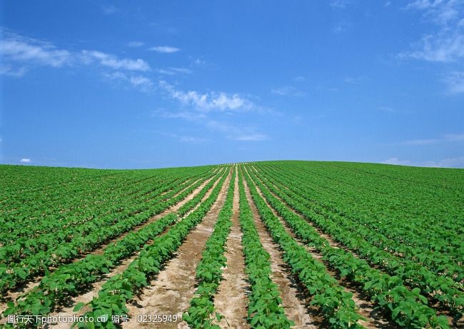 农作物生长图片素材 记录丰收与成长的视觉盛宴