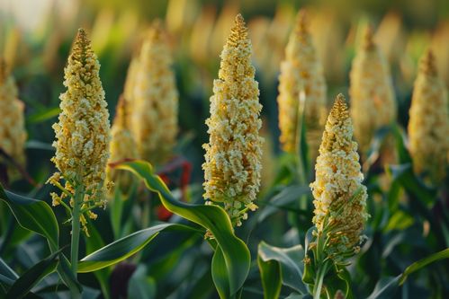 秋收时节的高粱种植基地 红穗垂金的丰饶画卷