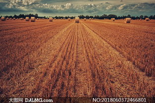 丰收的韵律 从金黄的草捆到青翠的苗木