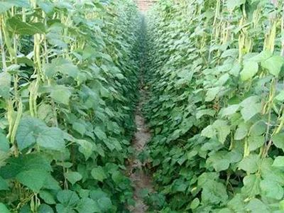 水果类经济作物施用生物有机肥的科学指南