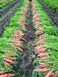 仁兆蔬菜与苗木产业齐头并进，农业出口创汇破亿美元