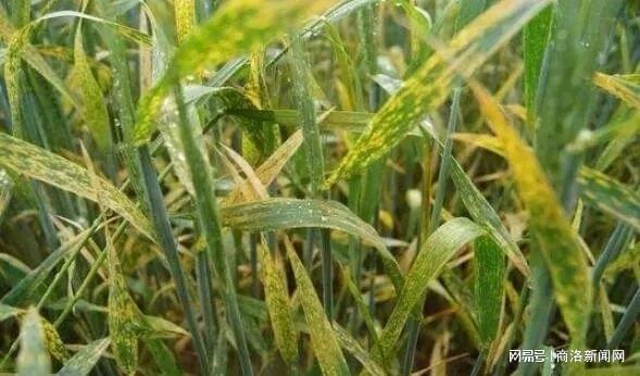 陕西加强农作物病虫害防治 财政补助筑牢农业生产安全防线