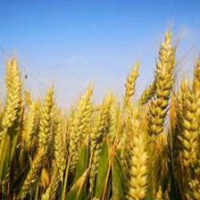 270家国家种业阵型企业名单公布 种业振兴有了“领头雁”，苗木产业迎来新机遇