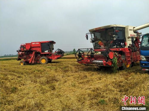 河北北戴河 绿色农作物喜获丰收，时令水果走俏市场