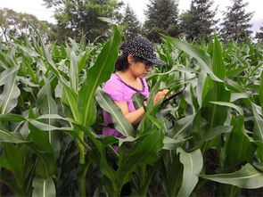 二龙山农场精准推进垦区农作物面积遥感测量与苗木调查工作