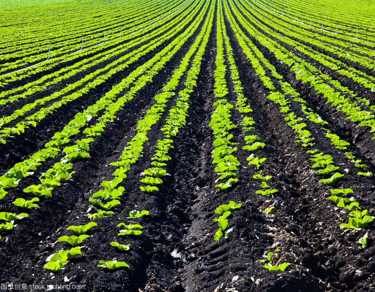 行种植作物 高效农业生产的科学实践