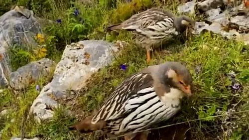高原上的“伪装者” 形似家禽的奇特物种与它们的生存之道