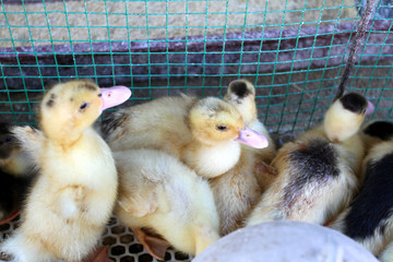 家禽雏禽与农作物的共生关系