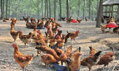 农村强制禁止养殖家禽家畜是否合理 从农作物保护与农民权益的平衡视角分析