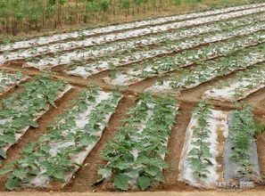 苗木 农业与园林的基础构建者