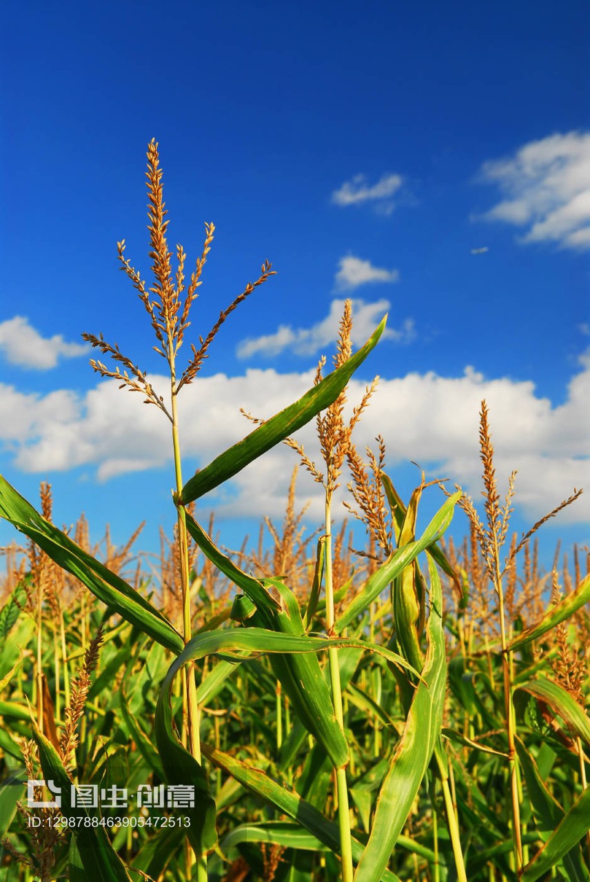 玉米地苗木 现代农业的绿色希望