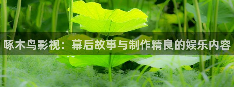 啄木鸟影视：幕后故事与制作精良的娱乐内容